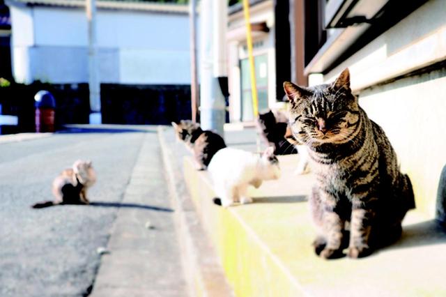 画像1: 金森玲奈さん「街猫日和」