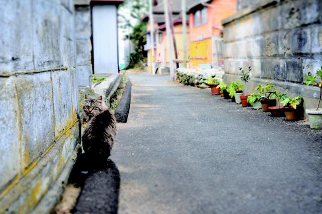 画像12: 金森玲奈さん「街猫日和」