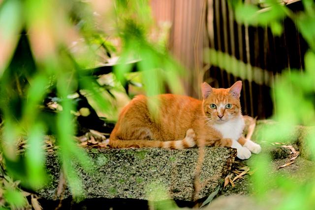 画像11: 湯沢祐介さん「島ねこ」