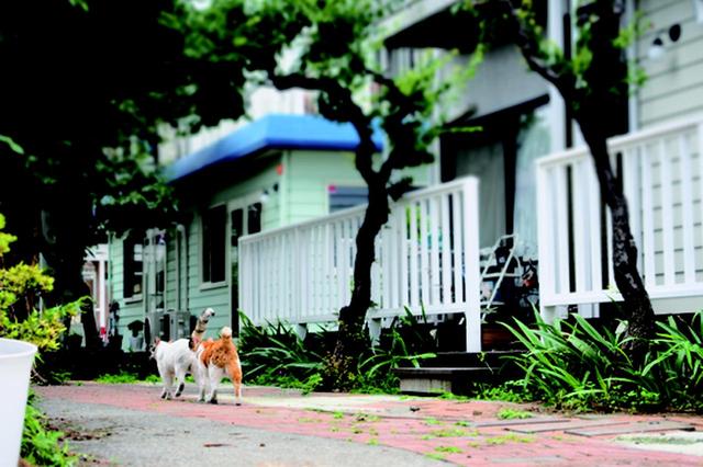 画像6: 金森玲奈さん「街猫日和」