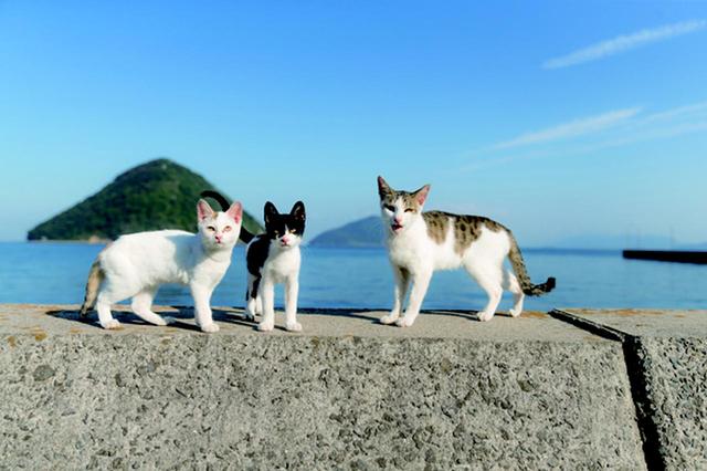 画像4: 湯沢祐介さん「島ねこ」