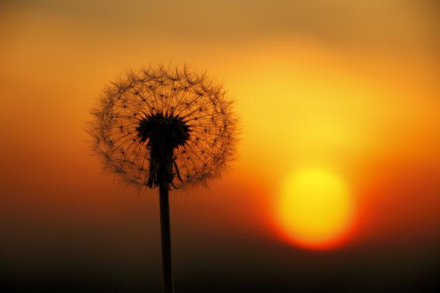 画像: ▲タンポポの綿毛に寄ってひとまわり大きく撮ると、夕日も大きくなる。夕日を大きくフレーミングしていないので対角線上に配置したが、もう少し大きかったら綿毛と夕日を重ねてもOK だ。 ■ EF18-135mmF3.5-5.6IS 絞りF5.6 マイナス0.7 露出補正 WB:日陰 ISO200