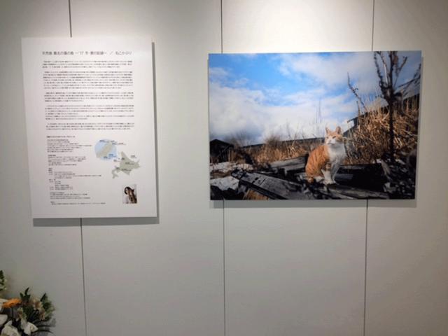 画像2: 石原さくら作品展『天売島 最北の猫の島 ~'17冬・夏の記録~ ねこかぶり』は、ソニーイメージングギャラリー銀座で今月14日まで、です!