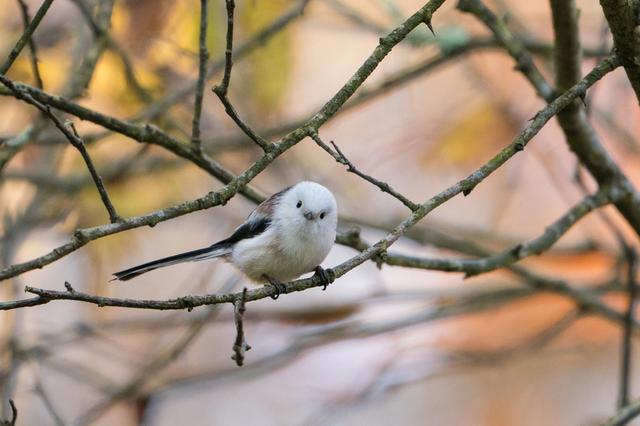 画像4: α9+FE 100-400㎜ F4.5-5.6 GM OSでシマエナガの飛翔を捉えた!