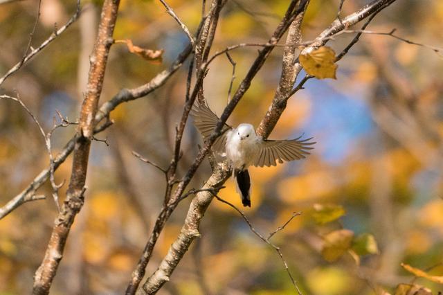 画像3: α9+FE 100-400㎜ F4.5-5.6 GM OSでシマエナガの飛翔を捉えた!