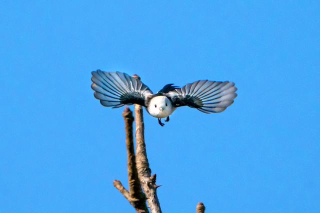 画像2: α9+FE 100-400㎜ F4.5-5.6 GM OSでシマエナガの飛翔を捉えた!