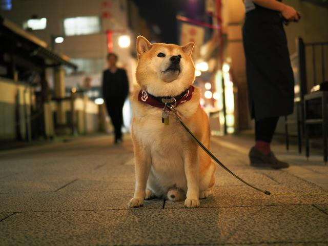 画像: ■オリンパスOM-D E-M1 MarkⅡ 絞りF1.2 1/40秒 WB:オート ISO200