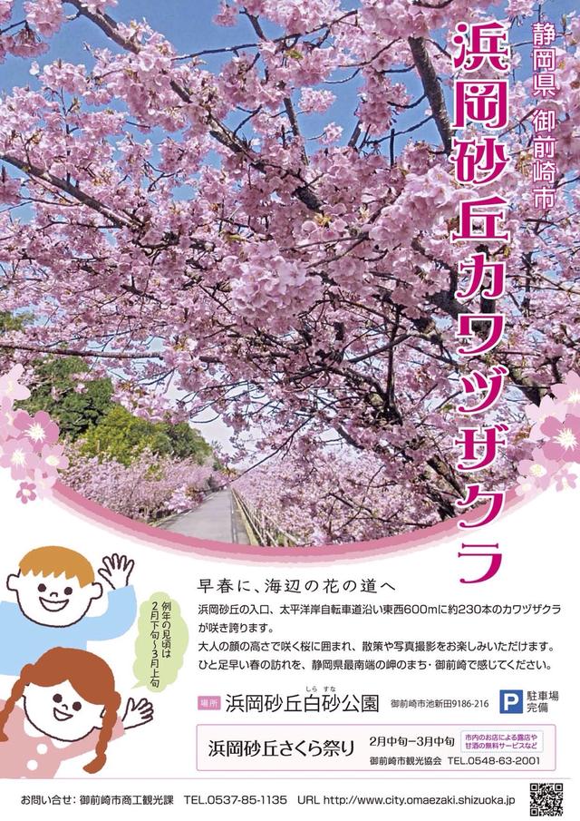 画像: 見頃のシーズンには「浜岡砂丘さくら祭り」が開催されます