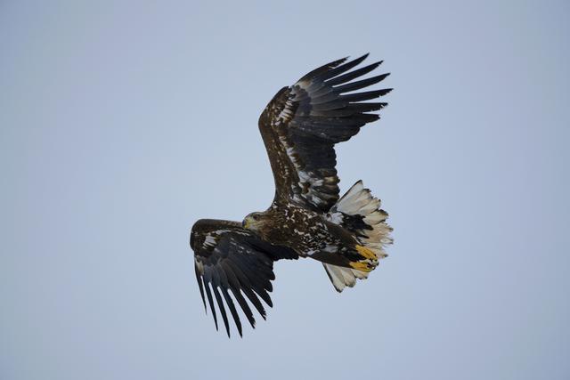 画像: ▲α7R Ⅲ FE 100-400㎜ F4.5-5.6 GM OSS 絞りF5.6 1/1000秒 WB:太陽光 ISO1600 オジロワシ