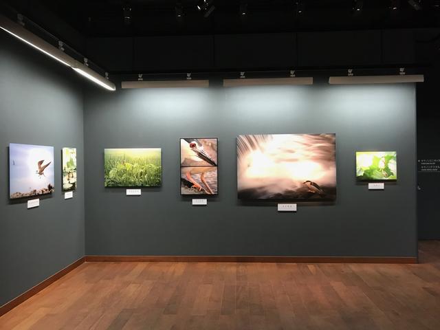 画像: ▲図鑑的な写真ではなく「鳥がいる風景写真」を目指したという作品の数々。1点1点に山田さんの「鳥への愛情」を感じさせる。 cweb.canon.jp