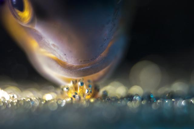 画像: グランプリ作品「命をつなぐ」(2/4) natgeo.nikkeibp.co.jp