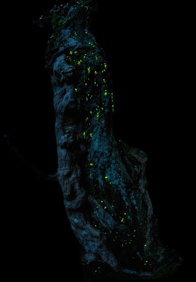 画像: ネイチャー部門 最優秀賞作品「森の小宇宙」(2/4) natgeo.nikkeibp.co.jp