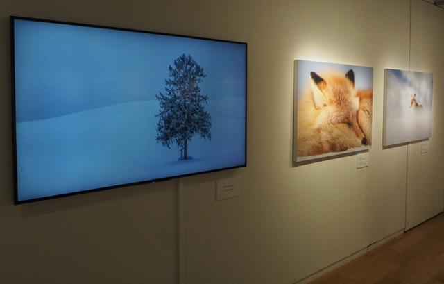 画像: 今回の展示では、National Geographicの受賞作品や写真集などに掲載された作品の他にプリント作品としてこれまでに展示したことがない8作品が展示される(大サイズプリント作品全14点、TV画面1台)。