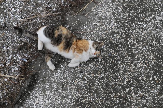 画像: ■キヤノンEOS 6D Mark II 絞りF8 1/160秒 ISO400
