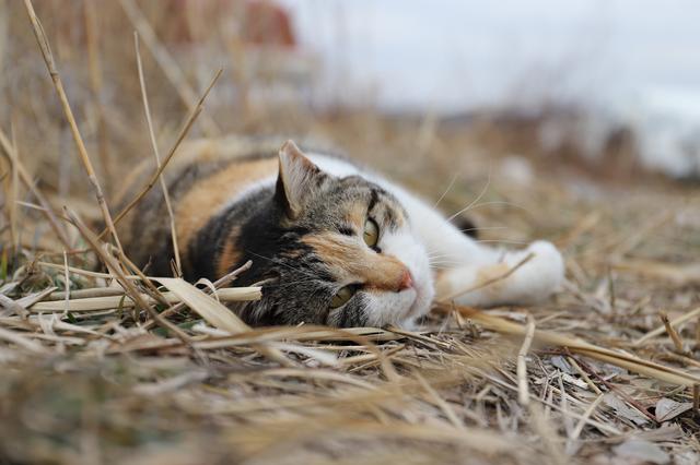 画像: ■キヤノンEOS 6D Mark II 絞りF4 1/400秒 ISO100