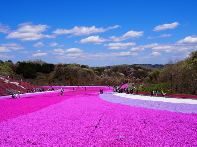 画像: 芝ざくらの「じゅうたん」が広がります