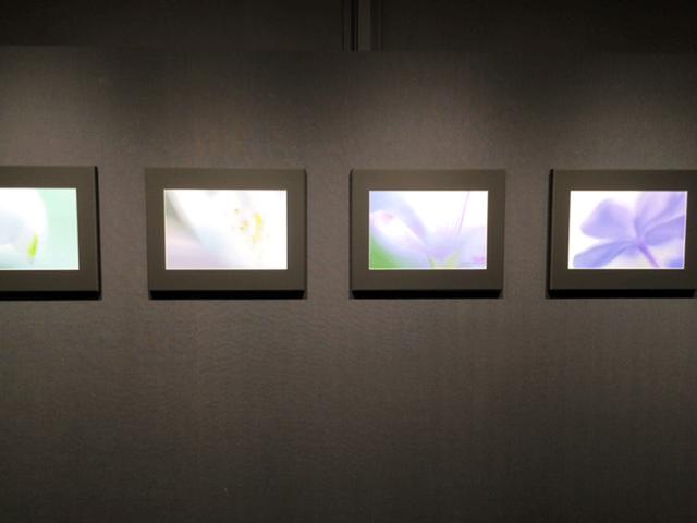 画像2: 山田久美夫写真展『feel flower』。はい、本当に見ているだけで花の美しさも息吹も感じられる、そんな展示となっています。まるで抽象画を観ているような、ふんわりと柔らかく優しいタッチが心に染みます。