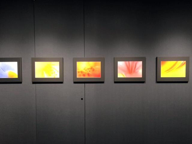 画像1: 山田久美夫写真展『feel flower』。はい、本当に見ているだけで花の美しさも息吹も感じられる、そんな展示となっています。まるで抽象画を観ているような、ふんわりと柔らかく優しいタッチが心に染みます。