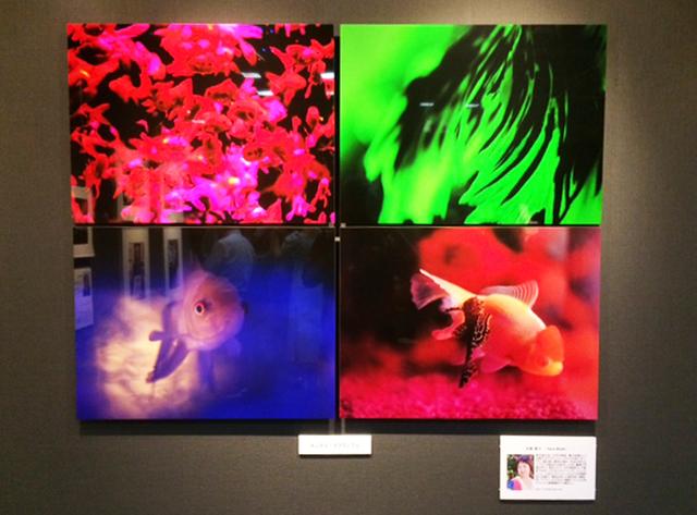 画像: カメラマン編集部OG、水咲奈々さんのキンギョの作品も展示中。