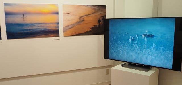 画像: 湘南の海の魅力を様々な手法で切り取った作品群