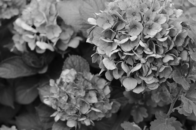 画像: F4 1/250秒 ISO100 トヨタくん風にモノクロで撮ったりして…。実は飛行中のアブだかハチだかが入ったカットはブレブレだったんよ。