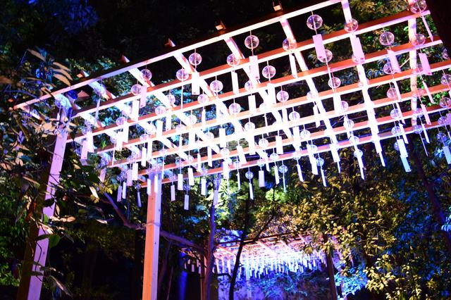 画像: 2000個以上の風鈴の音色が響く、
川越氷川神 社縁むすび風鈴 開催中