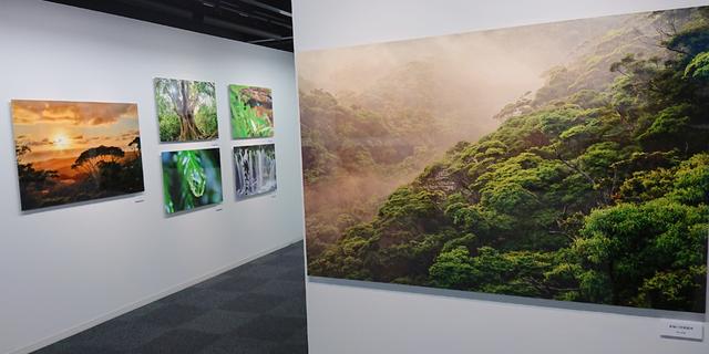 画像: 作品は自然風景にとどまらず、野鳥やカメといった野生動物も数多く展示されている。