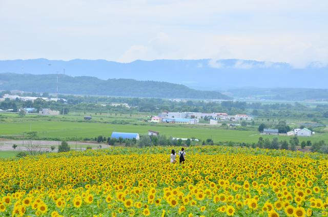 画像: 夏のみどころ