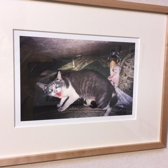 画像1: ヒト&ネコ&競走馬の日々の暮らし。