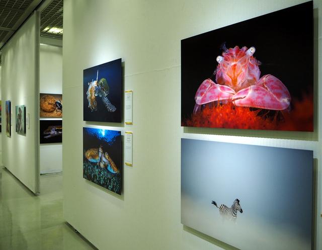 画像: 広い会場に、世界中から応募された作品の中から厳選された入選作品が展示されている。 naturesbestphotography.asia