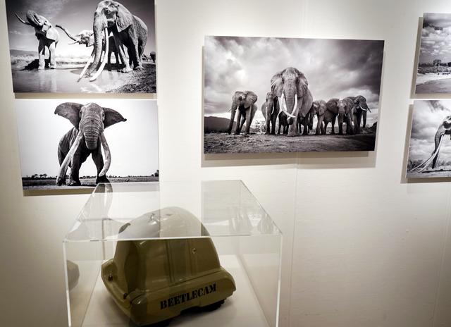 画像: ウィル・ブラード・ルーカス 作品展「Wildlife as Never Seen Before」
●開催中~10月4日(木) Sony Imaging Gallery