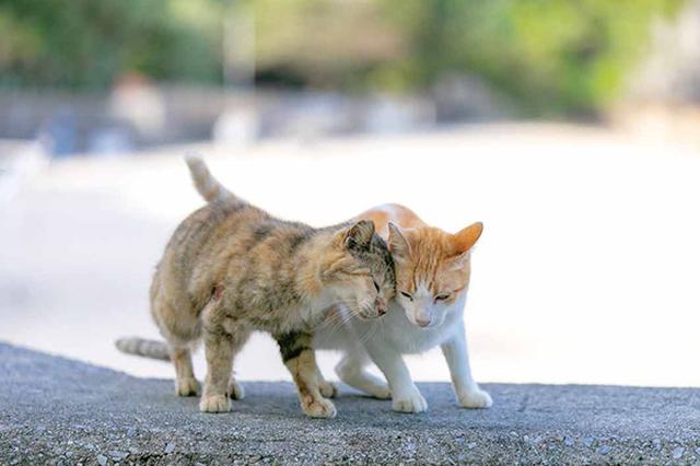 画像5: 今年も始めます!特製カレンダーです!
~猫カレンダー特集~
