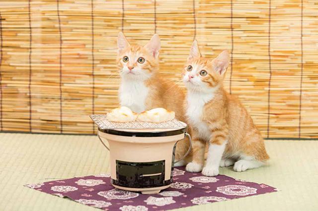 画像29: 今年も始めます!特製カレンダーです!
~猫カレンダー特集~