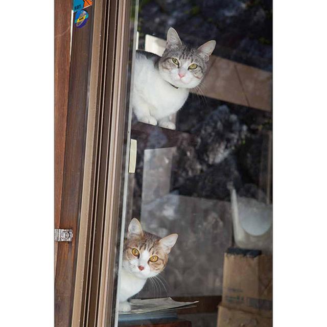 画像19: 今年も始めます!特製カレンダーです!
~猫カレンダー特集~