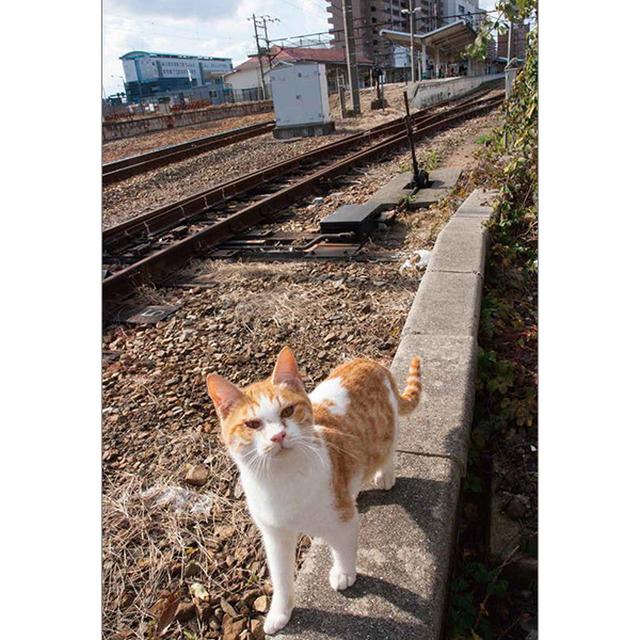 画像14: 今年も始めます!特製カレンダーです!
~猫カレンダー特集~