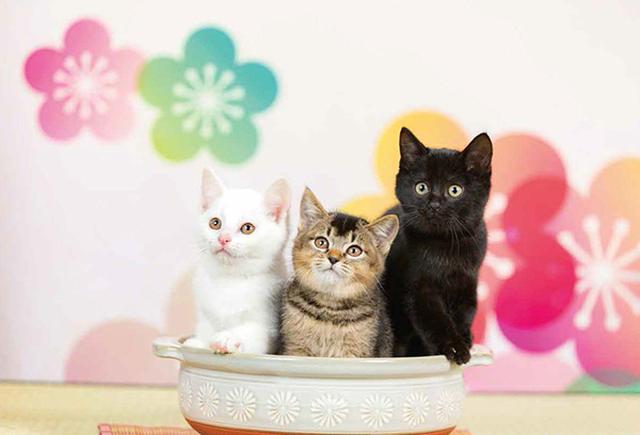 画像28: 今年も始めます!特製カレンダーです!
~猫カレンダー特集~
