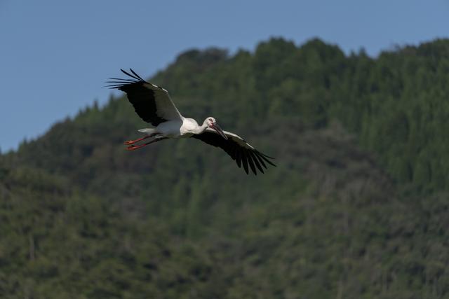 画像: ■ソニーα7R Ⅲ FE 100-400㎜ F4.5-5.6 GM OSS 絞りF5.6 1/2000秒 WB:オート ISO250
