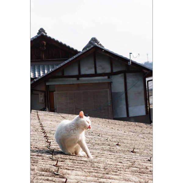 画像15: 今年も始めます!特製カレンダーです!
~猫カレンダー特集~