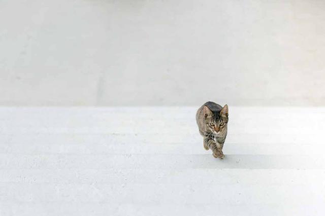 画像13: 今年も始めます!特製カレンダーです!
~猫カレンダー特集~