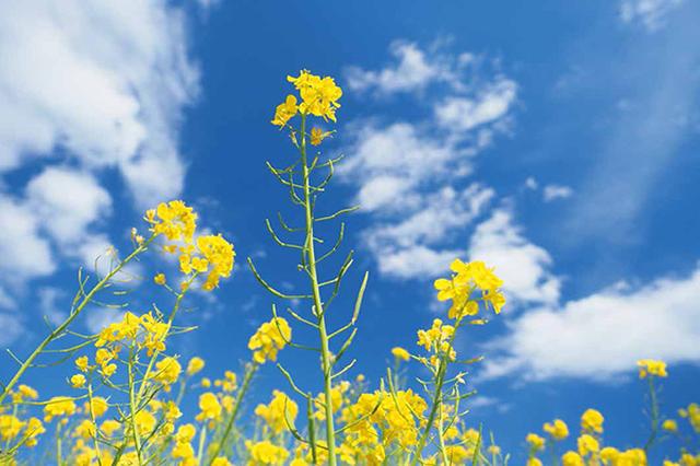 画像19: 素敵な「花」の写真がたくさんあります。
2019カレンダー
~「花」特集②~