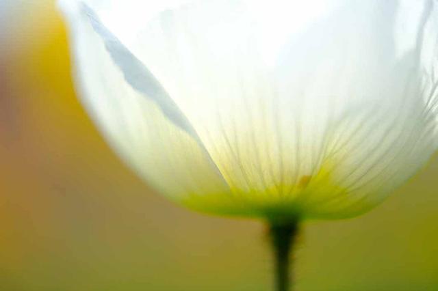 画像7: 素敵な「花」の写真がたくさんあります。
2019カレンダー
~「花」特集②~