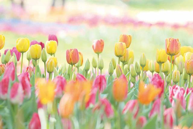 画像7: 今年も販売いたします。「2019カレンダー」
~「花」カレンダー特集①~