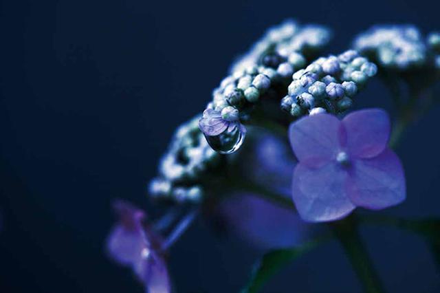 画像4: 素敵な「花」の写真がたくさんあります。
2019カレンダー
~「花」特集②~