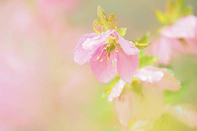 画像24: 素敵な「花」の写真がたくさんあります。
2019カレンダー
~「花」特集②~