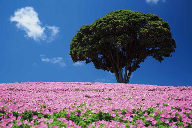 画像22: 素敵な「花」の写真がたくさんあります。
2019カレンダー
~「花」特集②~