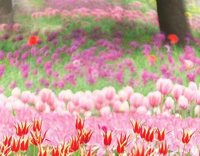 画像1: 今年も販売いたします。「2019カレンダー」
~「花」カレンダー特集①~