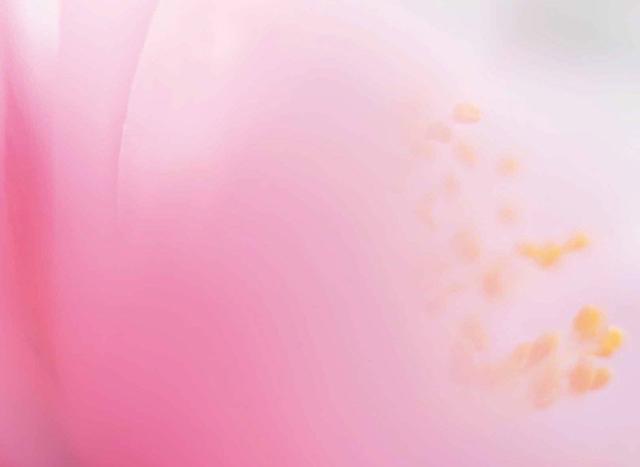 画像13: 素敵な「花」の写真がたくさんあります。
2019カレンダー
~「花」特集②~