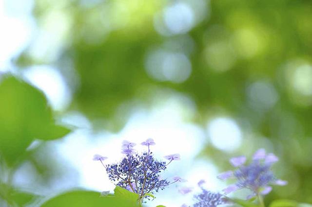 画像9: 素敵な「花」の写真がたくさんあります。
2019カレンダー
~「花」特集②~