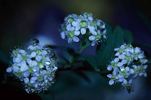 画像3: 素敵な「花」の写真がたくさんあります。
2019カレンダー
~「花」特集②~