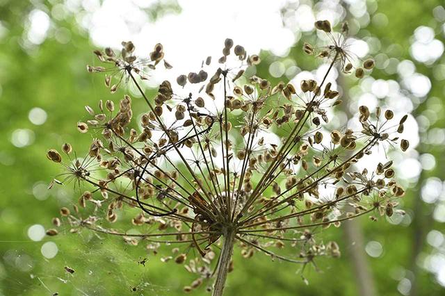 画像: ボケ像の輪郭が軟らかく背景に溶け込む!
